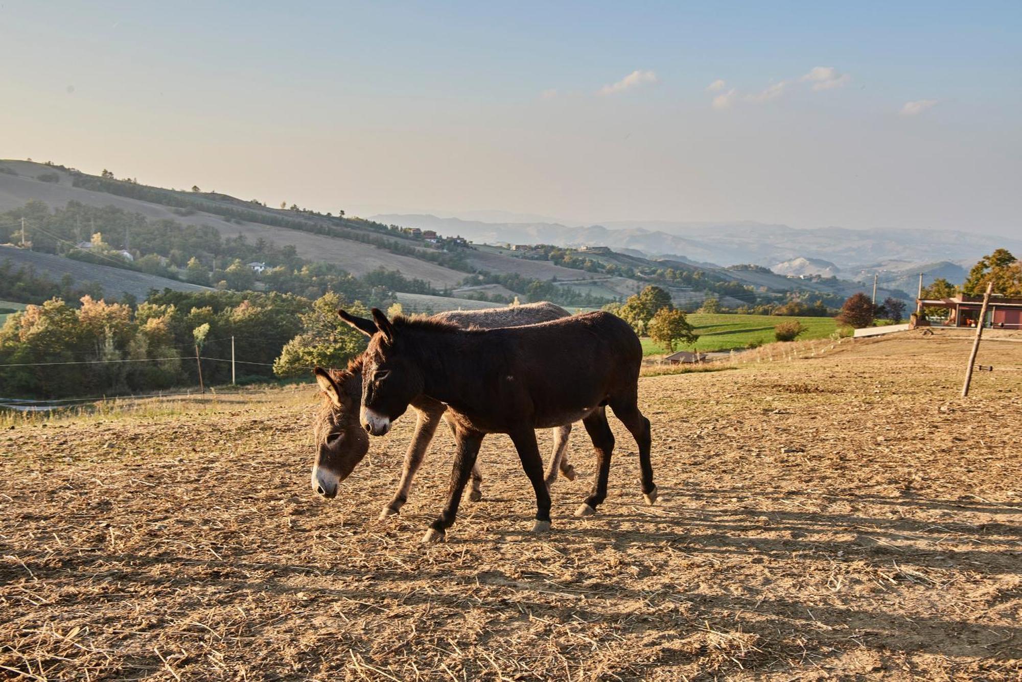 Agriturismo Prato Del Re Prignano sulla Secchia Luaran gambar